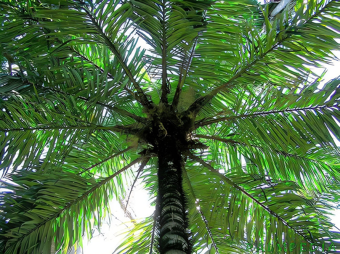 vytvor najdôležitejšie štítky- tags k tejto palme oddelené čiarkou a medzerou v EN jazyku pre dobré SEO