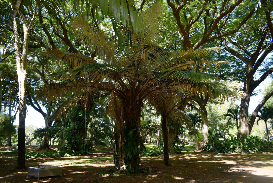 Astrocaryum urostachys