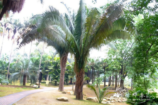 Attalea amygdalina