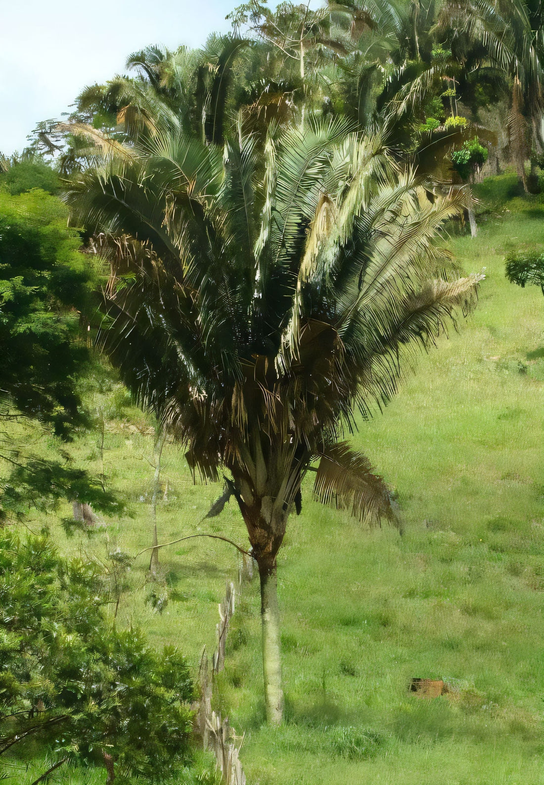 Attalea apoda
