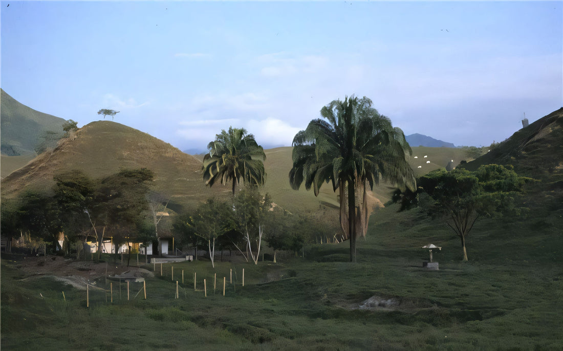 Attalea brasiliensis