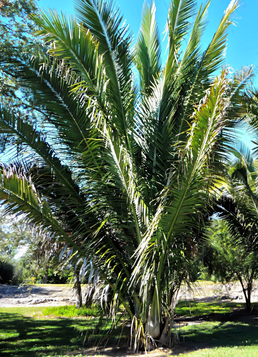 Attalea brejinhoensis: A comprehensive Growing Guide for Enthusiasts &  Collectors.
