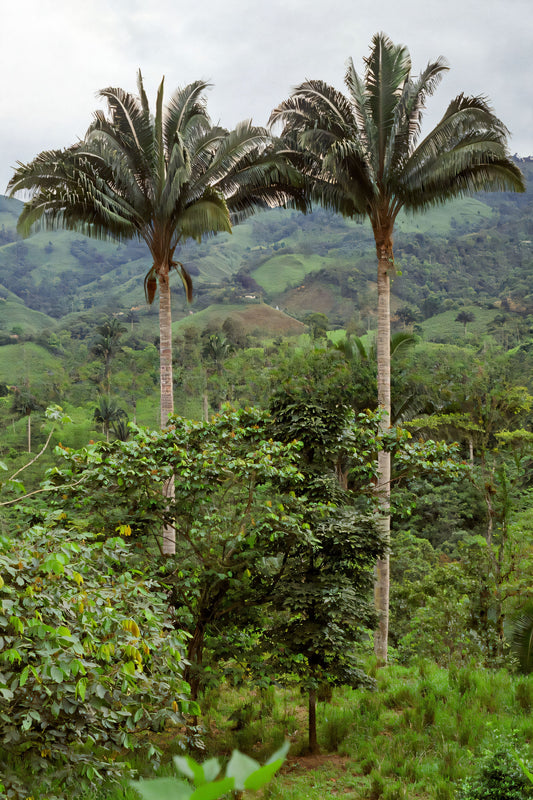 Attalea colenda