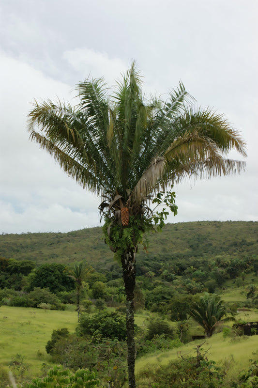 Attalea compta: A comprehensive Growing Guide for Enthusiasts & Collectors.