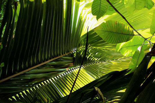 Attalea cuatrecasana: A comprehensive Growing Guide for Enthusiasts & Collectors.