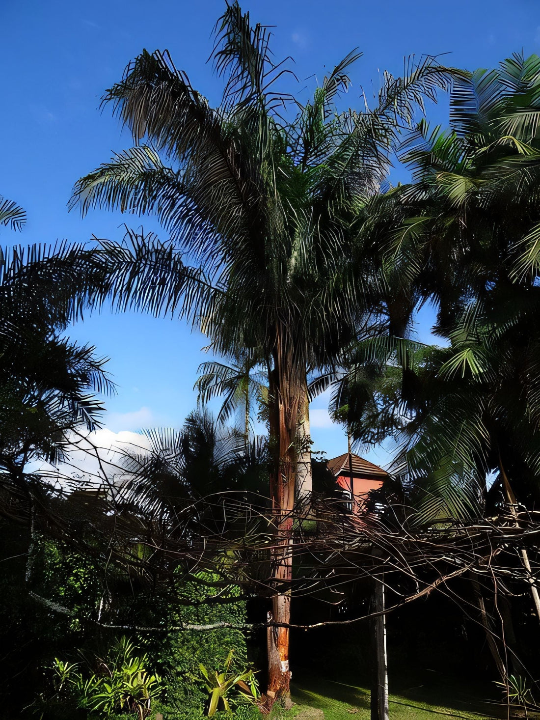 Attalea dahlgreniana