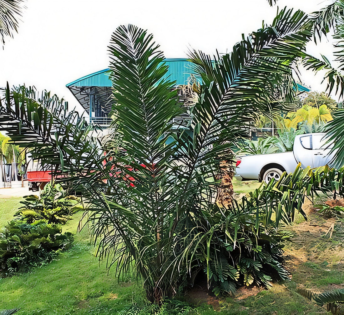 Attalea eichleri: A comprehensive Growing Guide for Enthusiasts &  Collectors.