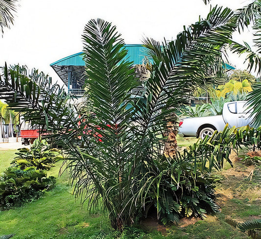 Attalea eichleri: A comprehensive Growing Guide for Enthusiasts & Collectors.