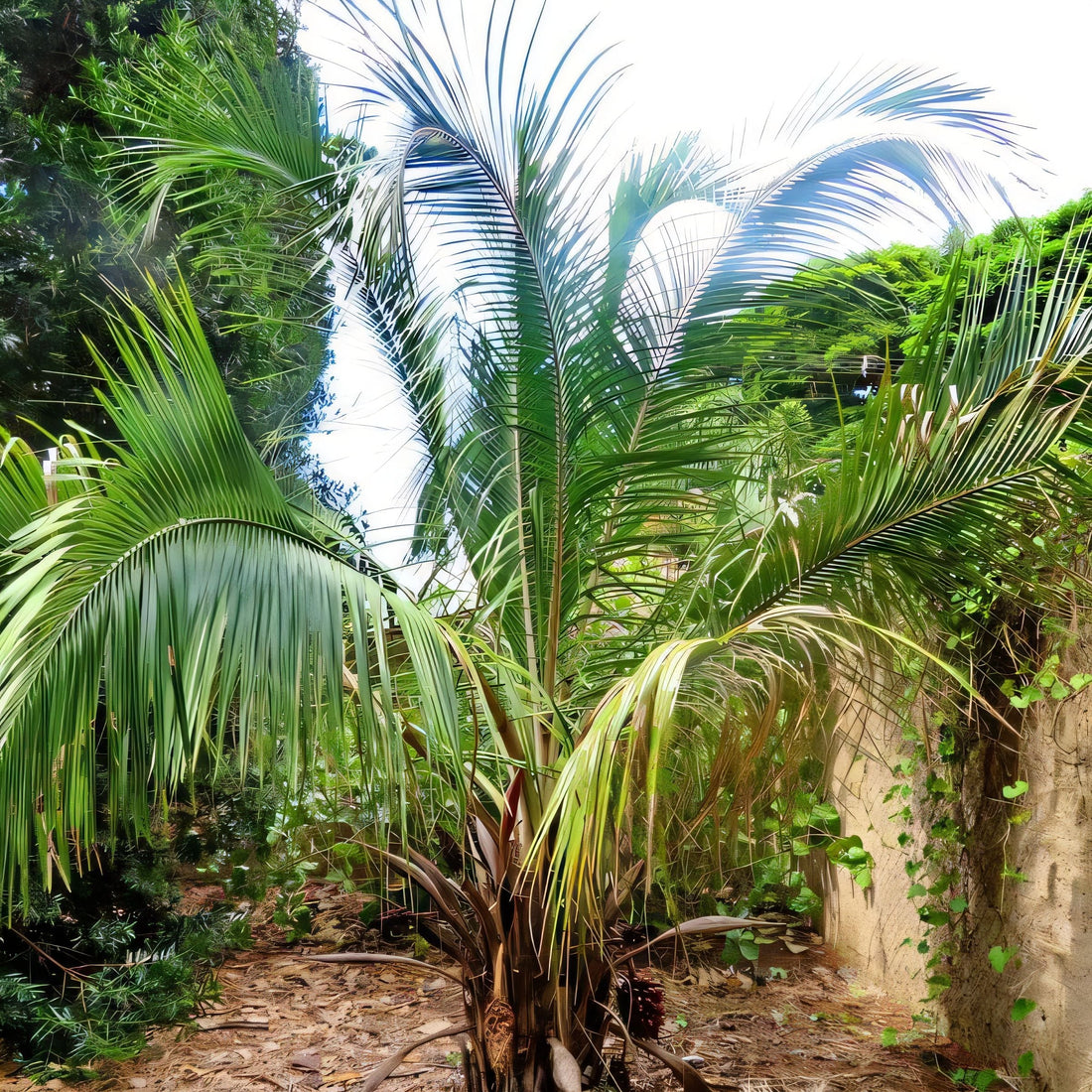 Attalea exigua: A comprehensive Growing Guide for Enthusiasts &  Collectors.