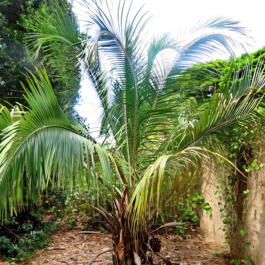 Attalea exigua: A comprehensive Growing Guide for Enthusiasts & Collectors.