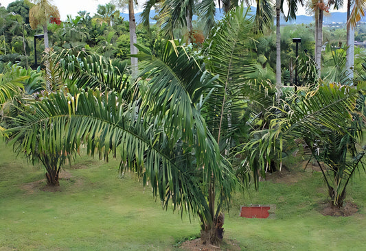 Attalea geraensis: A comprehensive Growing Guide for Enthusiasts & Collectors.