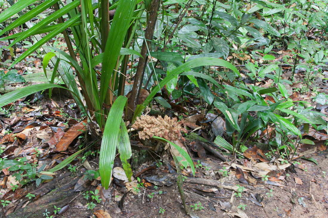 Attalea guianensis