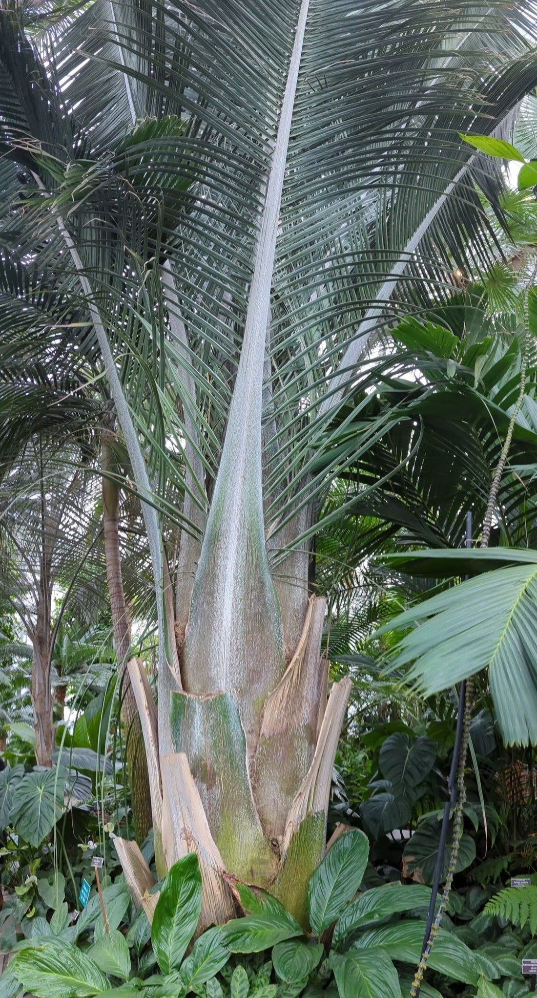 Attalea oleifera