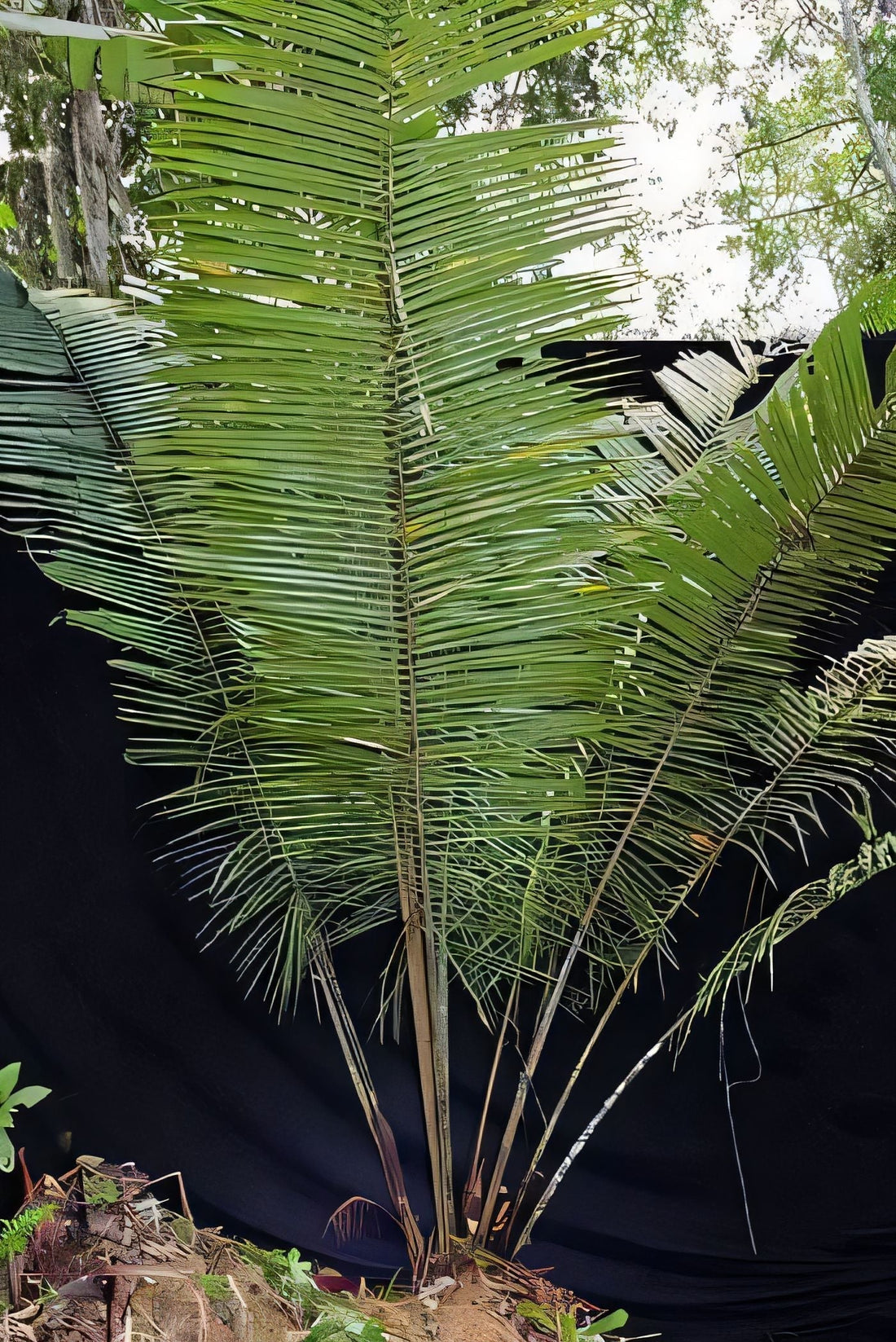 Attalea plowmanii