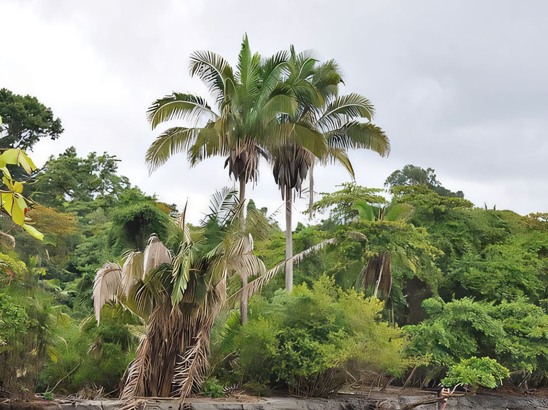 Attalea rostrata
