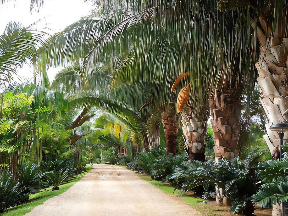 Attalea salvadorensis