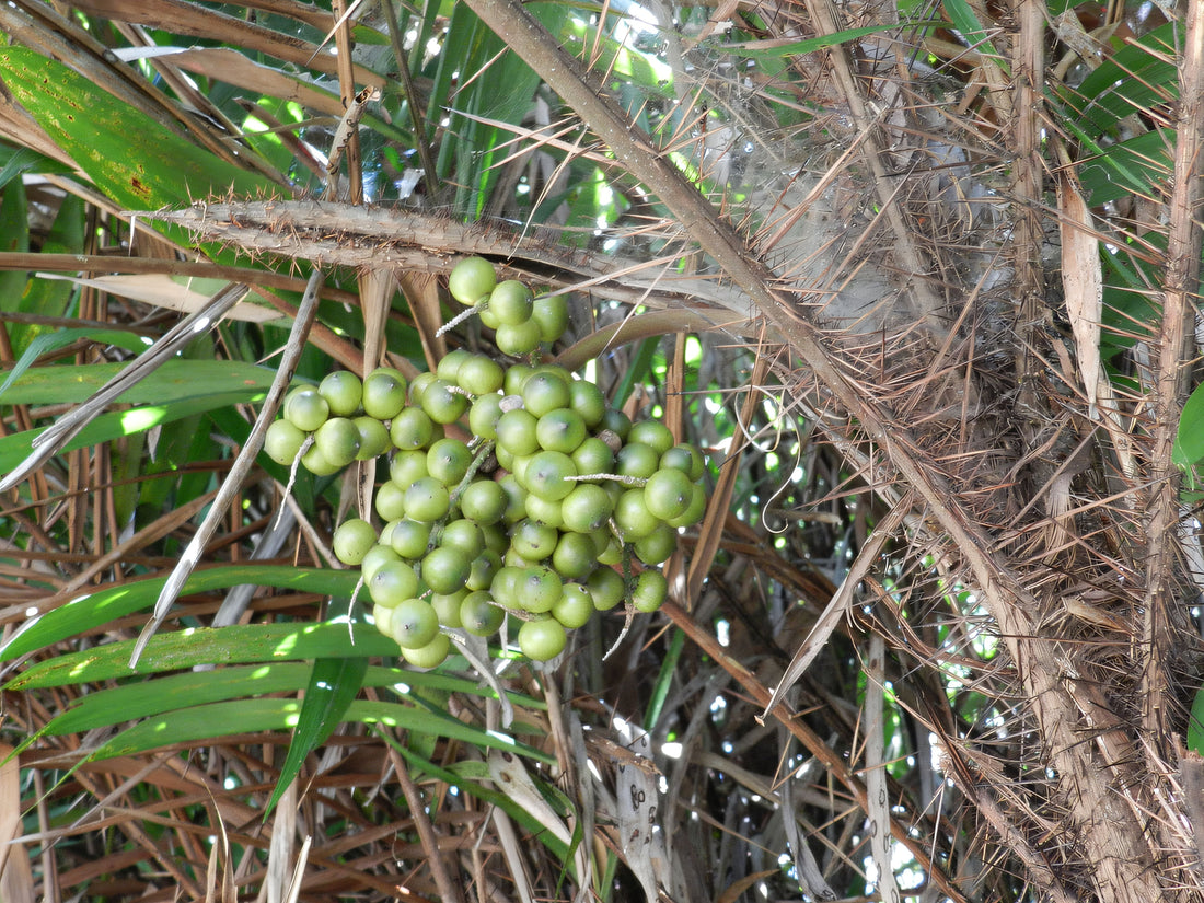 Bactris brongniartii