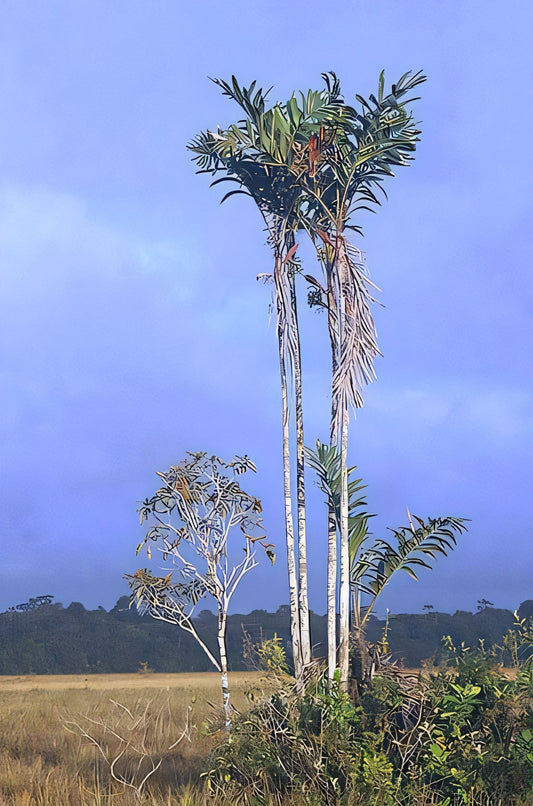 Bactris campestris