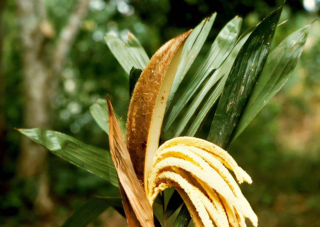Bactris coloniata: A comprehensive Growing Guide for Enthusiasts &  Collectors.