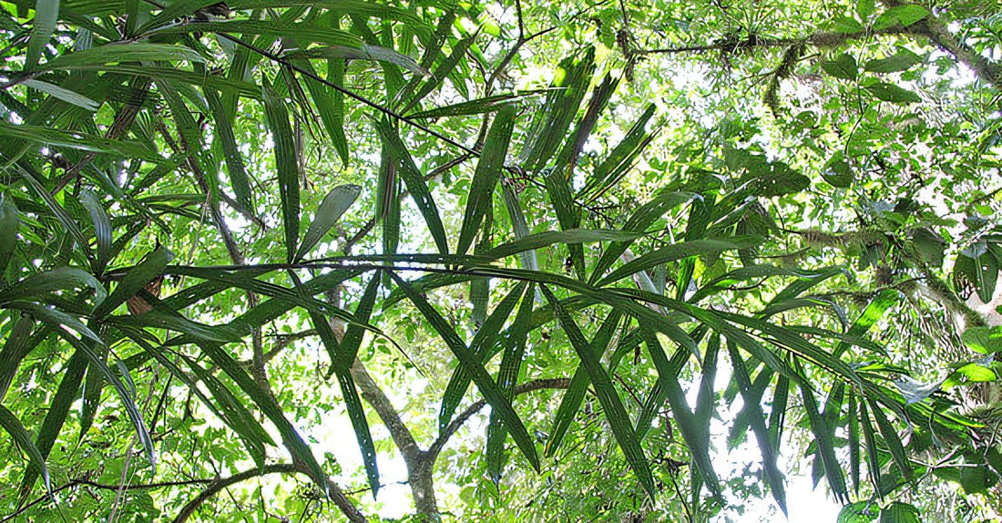 Bactris coloradonis