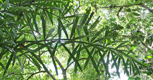 Bactris coloradonis