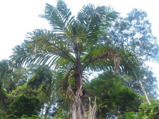 Bactris corossilla