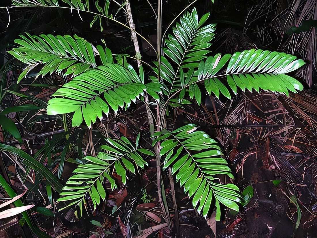 Bactris elegans: A comprehensive Growing Guide for Enthusiasts &  Collectors.
