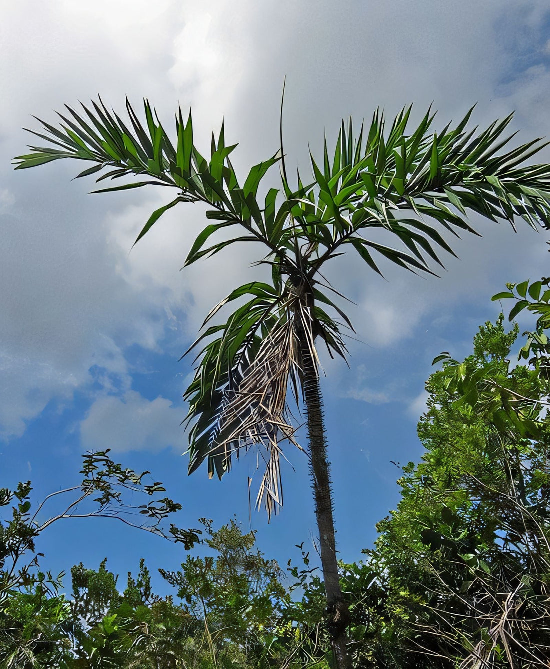 Bactris ferruginea