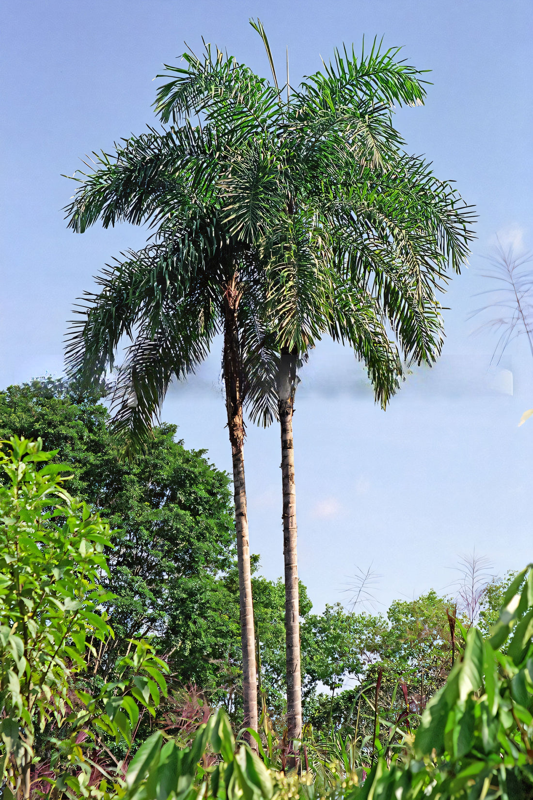 Bactris gasipaes var. 'Spineless'