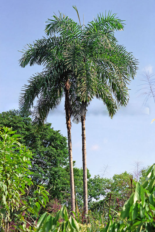 Bactris gasipaes var. 'Spineless'