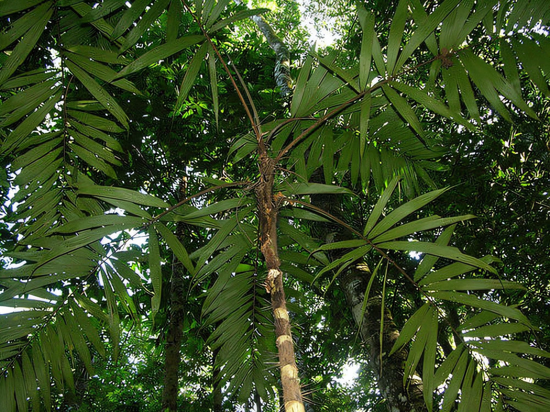 Bactris glandulosa var. baileyana
