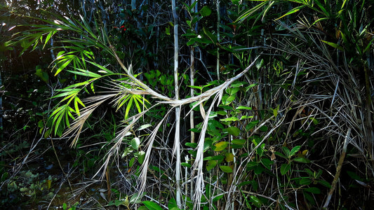 Bactris glassmanii