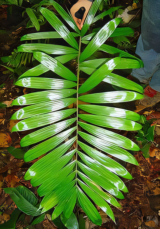 Bactris gracilior