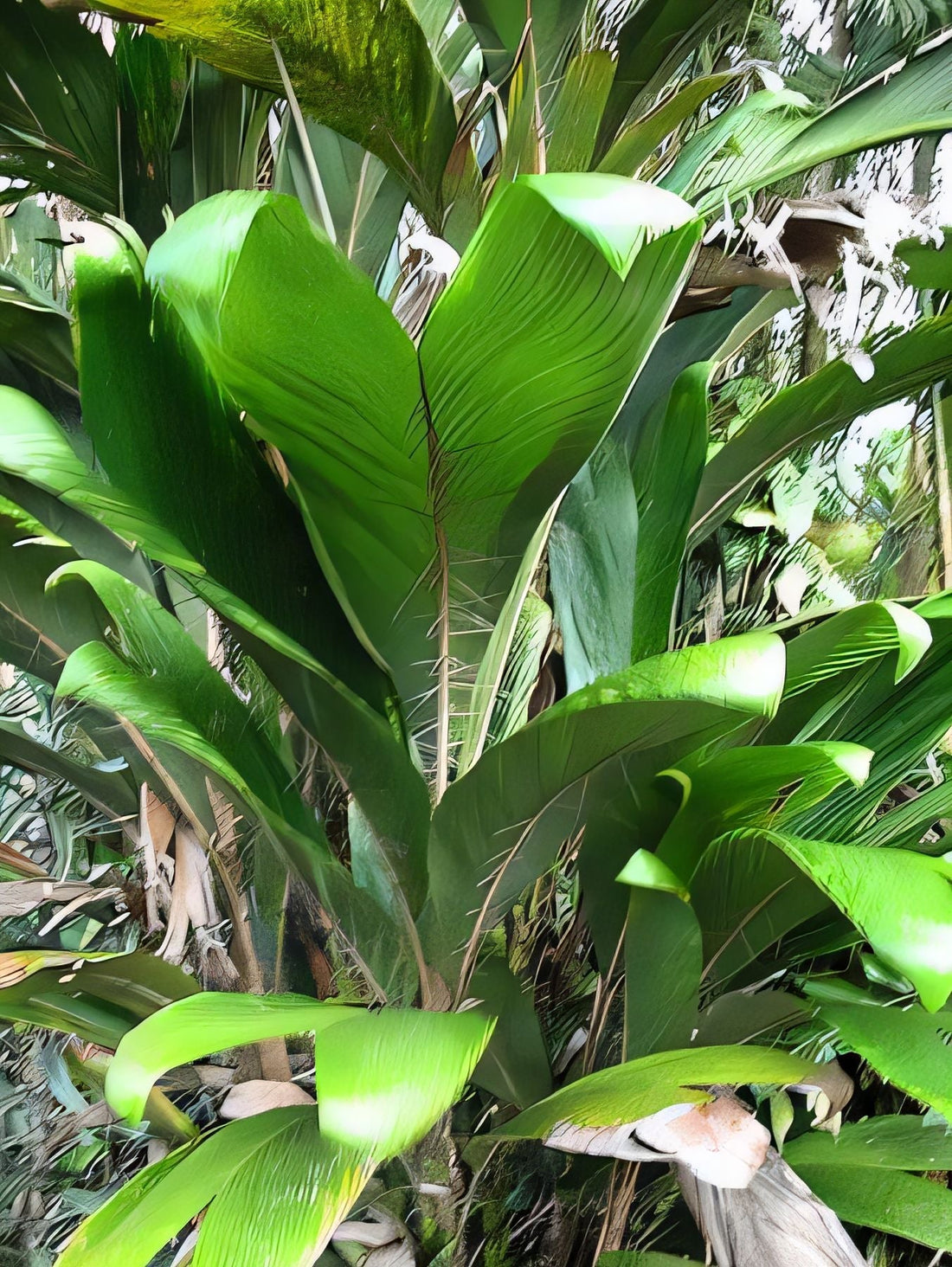 Bactris grayumii