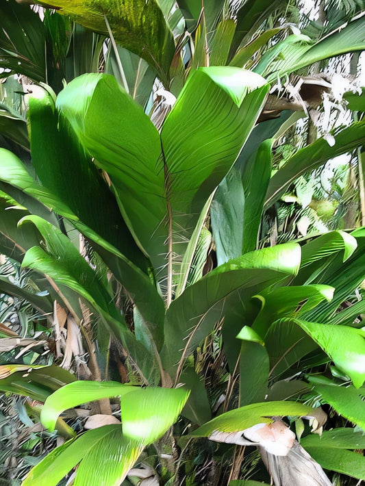 Bactris grayumii