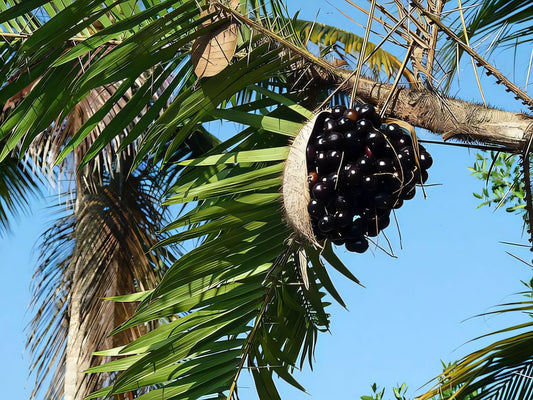 Bactris guineensi
