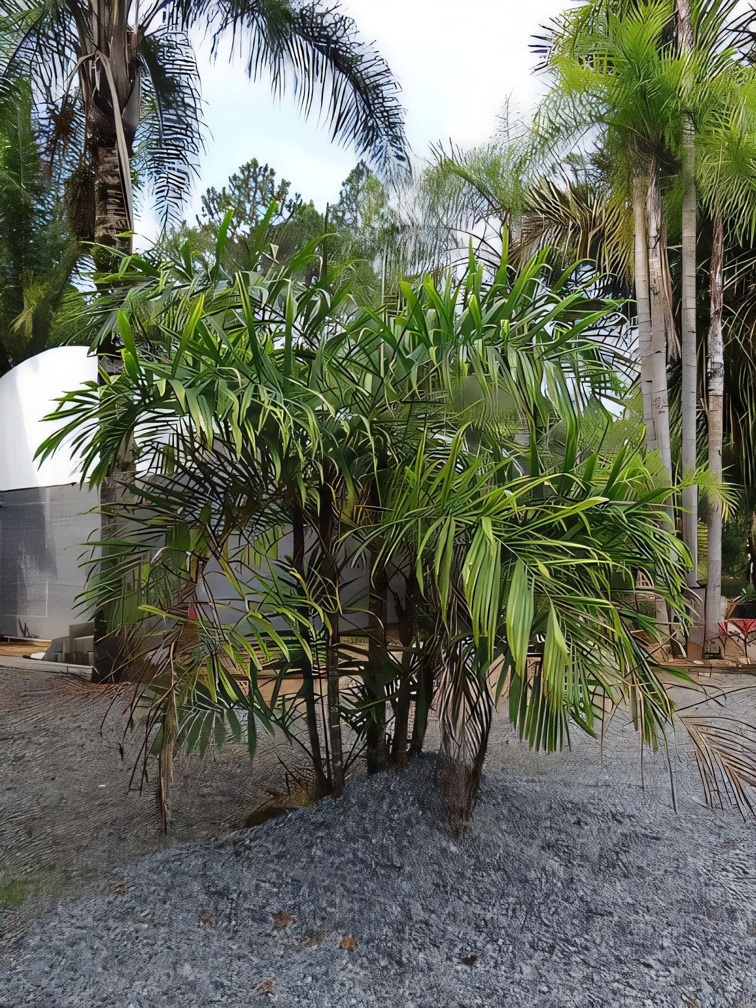 Bactris hatschbachii