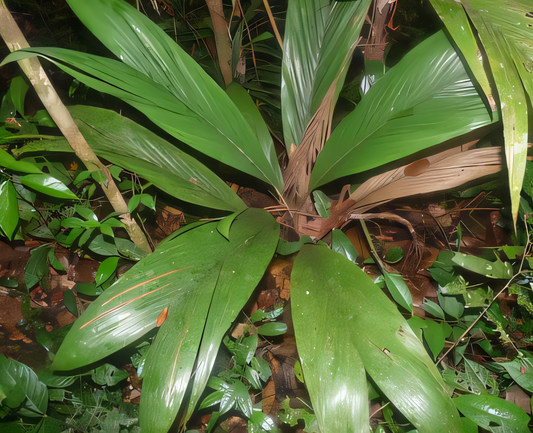Bactris hirta