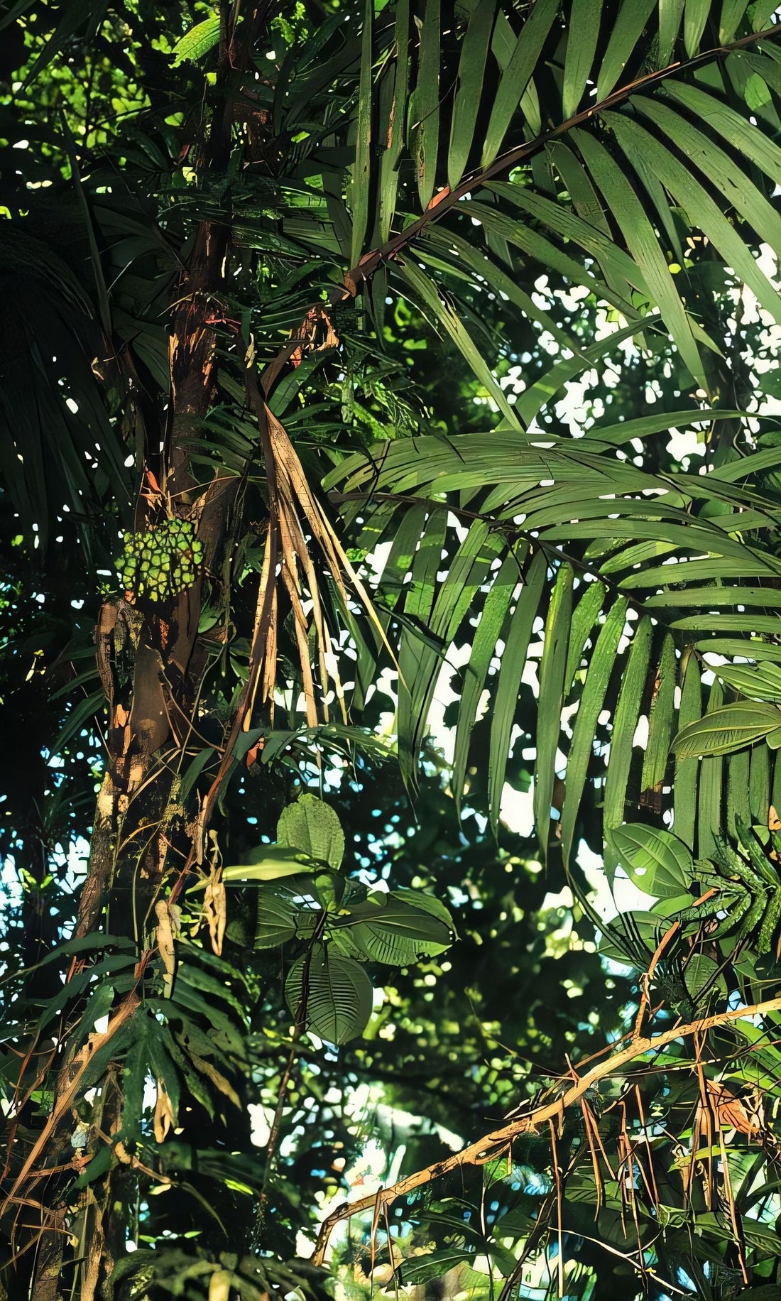 Bactris longiseta