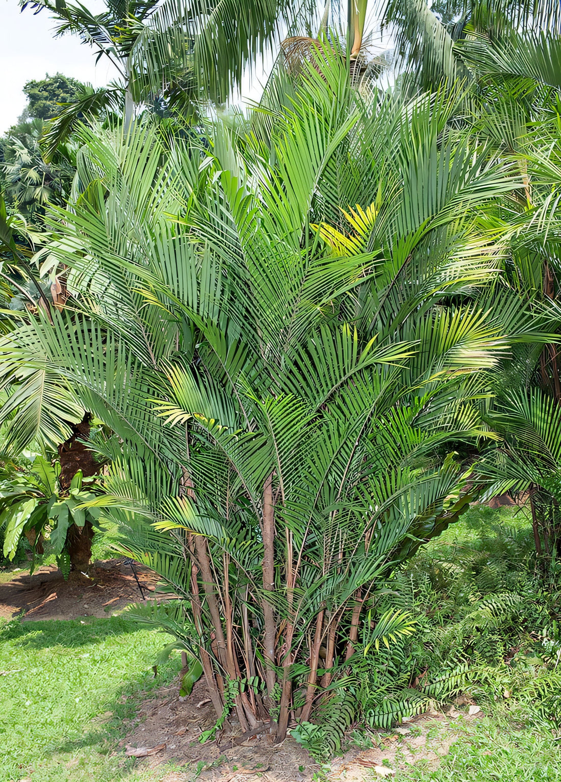 Bactris major
