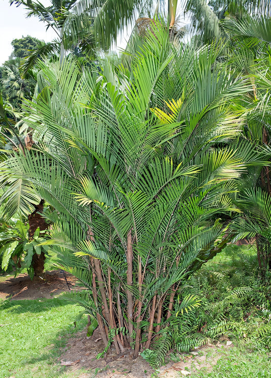 Bactris major