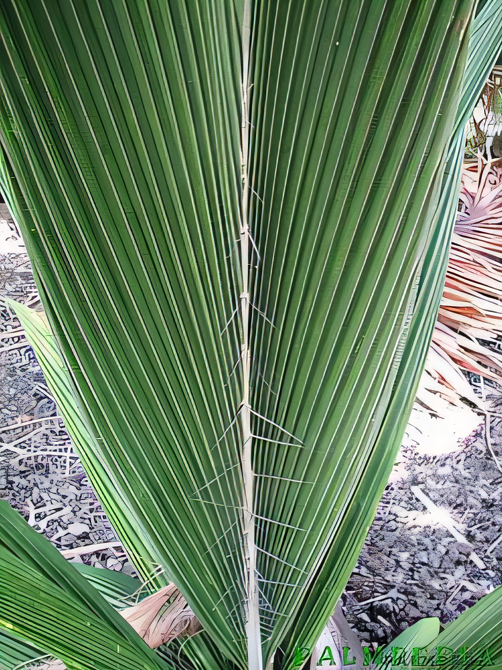 Bactris militaris
