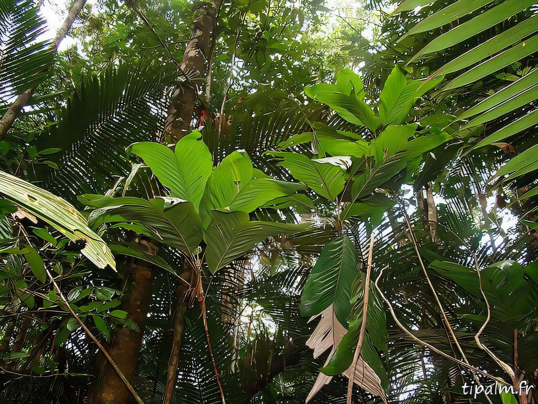 Bactris nancibaensis