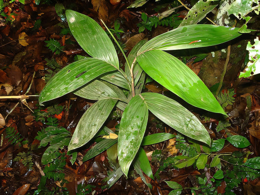 Bactris oligocarpa