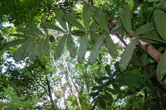 Bactris pliniana