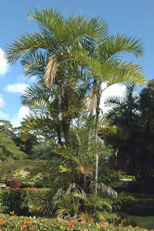 Bactris plumeriana