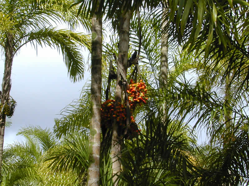 Bactris rhaphidacantha