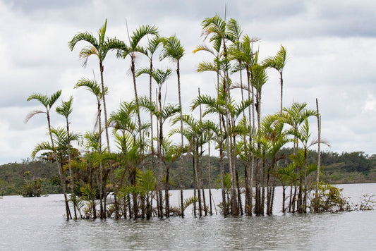 Bactris riparia