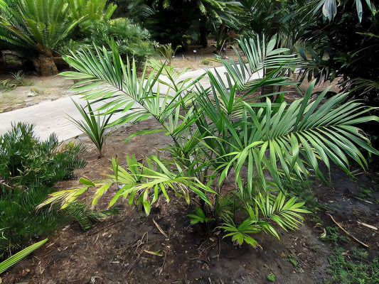 Bactris setosa