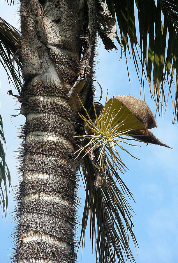 Bactris setulosa